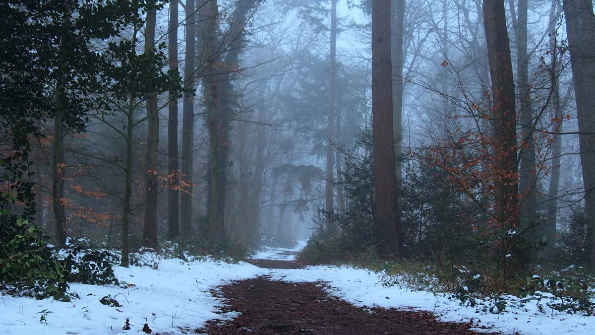 Dagje uit: wandelen door het kloosterbos van Ter Apel